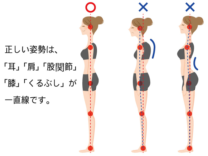 正しい姿勢とは「耳」「肩」「股関節」 「膝」「くるぶし」が 一直線です。
